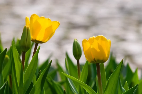 Dos flores de tulipán —  Fotos de Stock