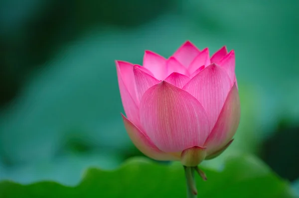Цветущий цветок лотоса — стоковое фото