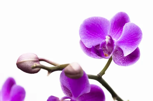 Orchidée fleur isolée sur blanc — Photo