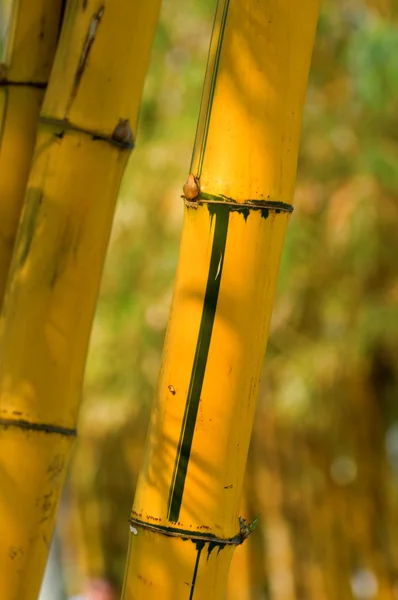 Bamboo — Stock Photo, Image