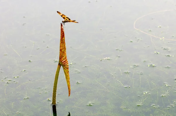 Libélula en la hoja —  Fotos de Stock