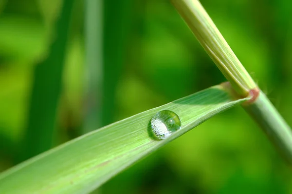 Gota de agua en la hoja verde —  Fotos de Stock