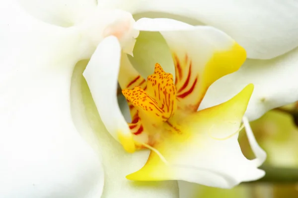 Žlutá a bílá orchidej — Stock fotografie