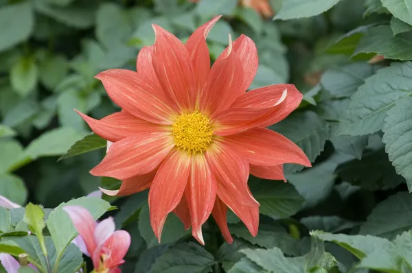 Çiçek açan dahlia çiçeği — Stok fotoğraf