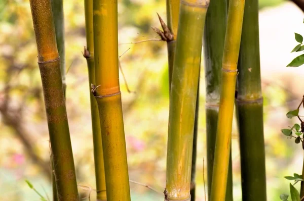 Bambú — Foto de Stock