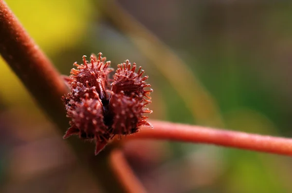 Frutos secos, semillas de plantas — Foto de Stock