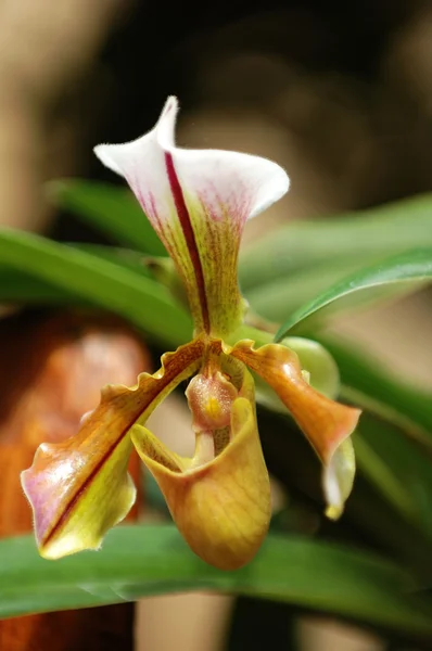 The green lady slipper — Stock Photo, Image