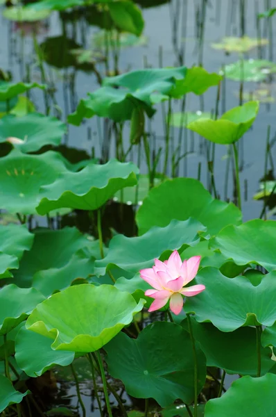 Lotus pond — Stock Photo, Image