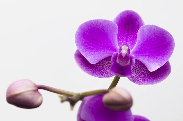 Flor de orquídea aislada en blanco — Foto de Stock