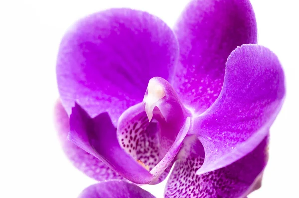 Flor de orquídea aislada en blanco — Foto de Stock