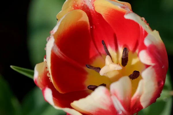 Närbild av tulpan blomma — Stockfoto