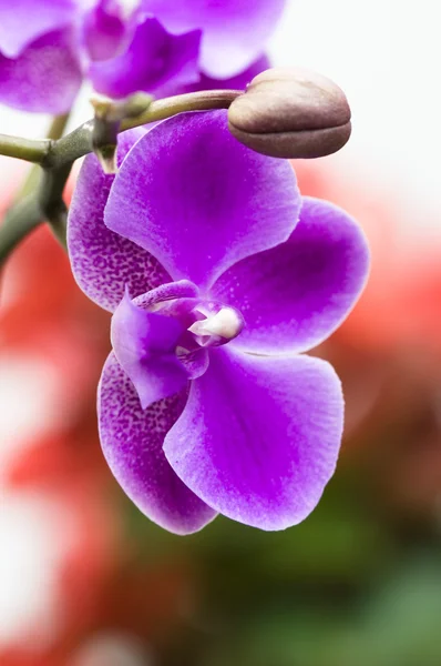 Primer plano de flor de orquídea — Foto de Stock