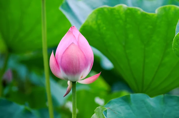 Lotosový květ a bud — Stock fotografie