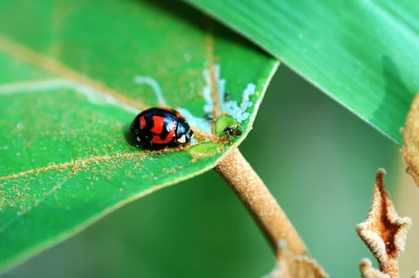 Lieveheersbeestje met blad — Stockfoto