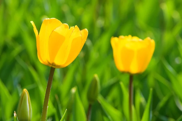 Dos flores de tulipán —  Fotos de Stock