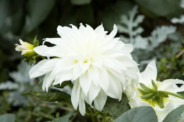 Blommande dahlia blomma — Stockfoto