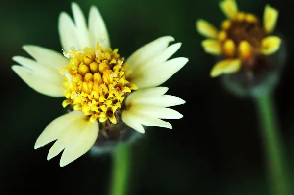 Yellow flower — Stock Photo, Image