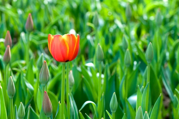 Flores de tulipa vermelha — Fotografia de Stock