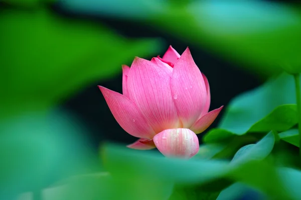 Lotus çiçeği. — Stok fotoğraf