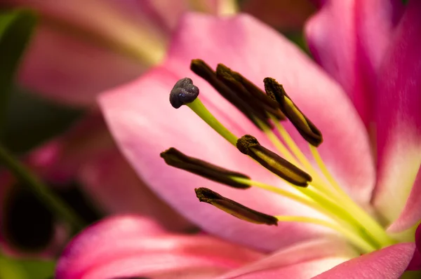 Giglio rosa — Foto Stock