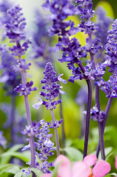 Lavanda — Foto de Stock