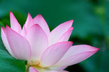 Lotus çiçeği.