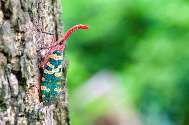 Fulgora candelaria Linnaeus
