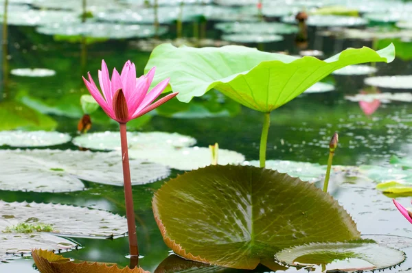 Pink water lily — Stock Photo, Image