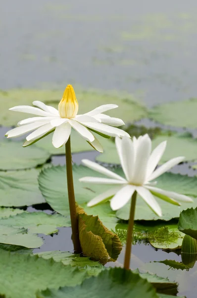 Lirios de agua blanca — Foto de Stock