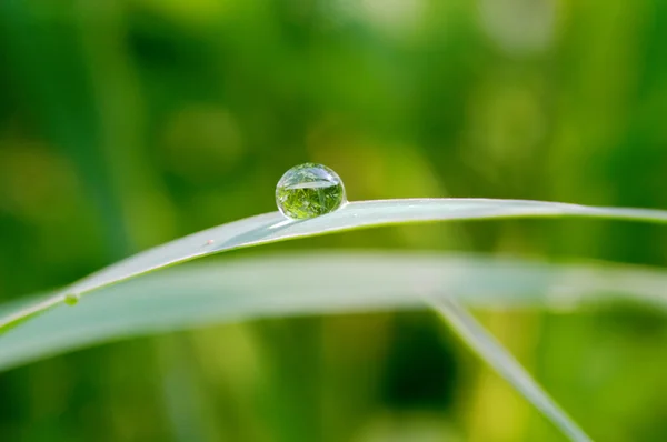 绿叶上的水滴 — 图库照片