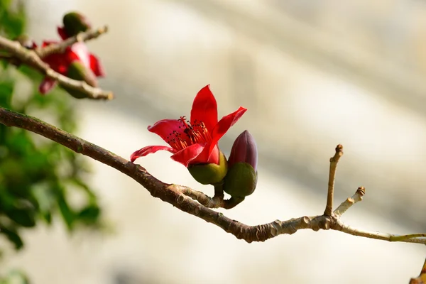 자바 솜 꽃의 근접 촬영 — 스톡 사진