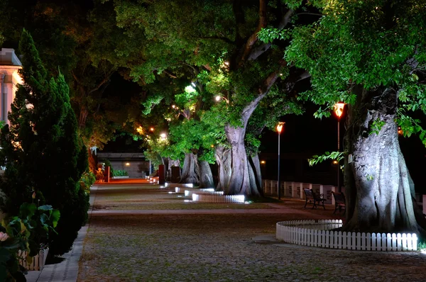 Growing trees beside street — Stock Photo, Image