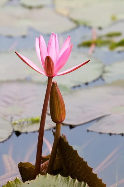 Roze water lily — Stockfoto