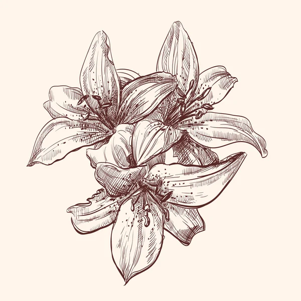 Featured image of post How To Draw A Tiger Lily - Image tiger lily flowers hand draw watercolor illustration stock.