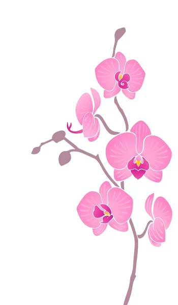 Orquídea —  Vetores de Stock