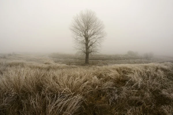 Un árbol en la niebla Imagen de archivo