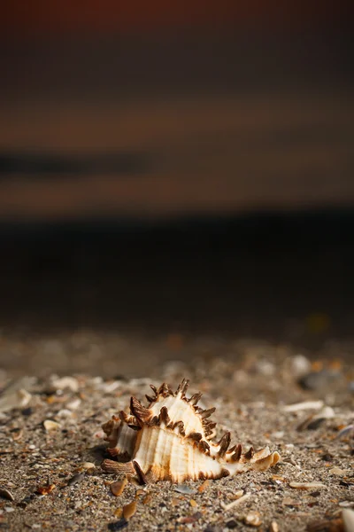 Shell na praia — Fotografia de Stock