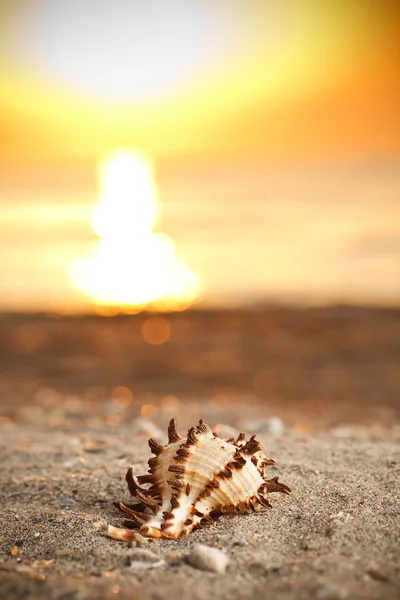 Shell ao pôr do sol — Fotografia de Stock