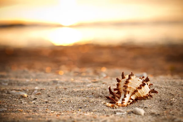 Kumsalda deniz kabuğu — Stok fotoğraf