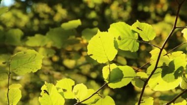 Hornbeam leaves