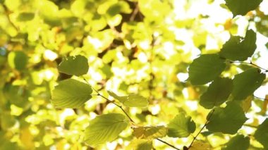 Hornbeam leaves