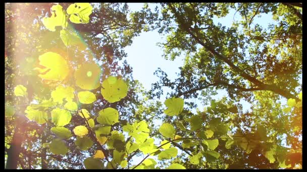 Grüne Blätter — Stockvideo