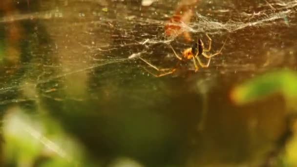 Red de araña — Vídeos de Stock