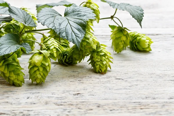 Groene plant hop — Stockfoto