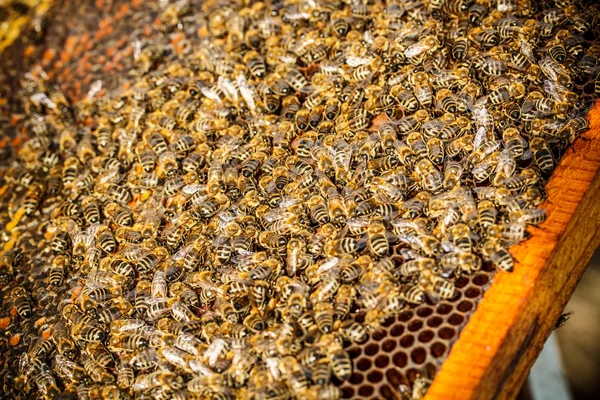 蜜蜂的镜头 — 图库照片