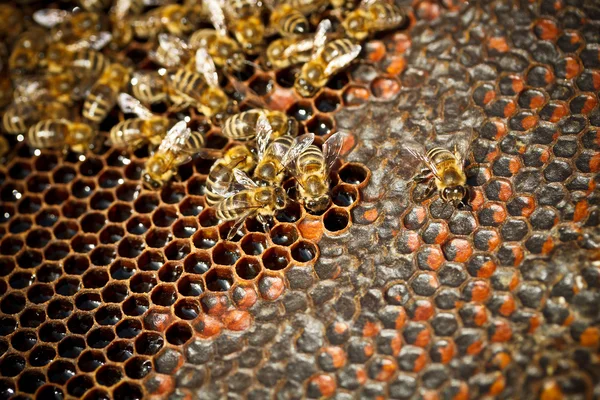 Arılar — Stok fotoğraf