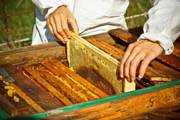 Worker bees on honeycomb — Stock Photo, Image