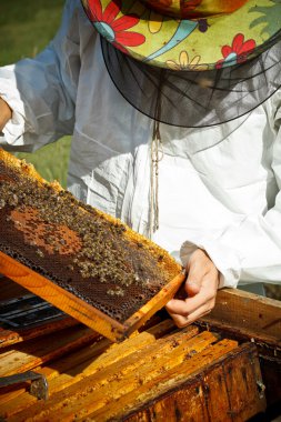 çalışma apiarist