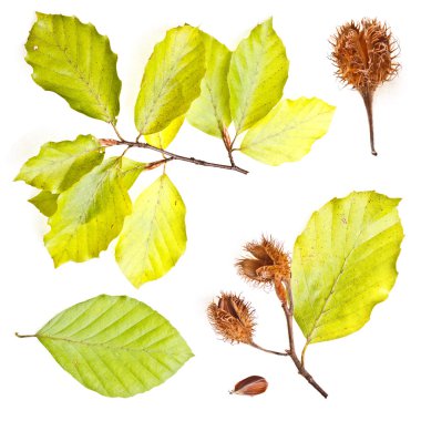 Collection of european beech leaves clipart