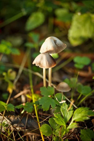 Wilde paddenstoelen — Stockfoto